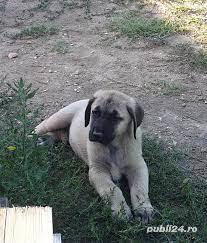 Pui kangal 