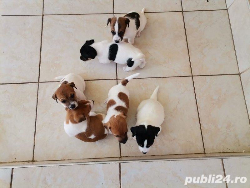 De vânzare jack russell russel De vânzare jack russell russel