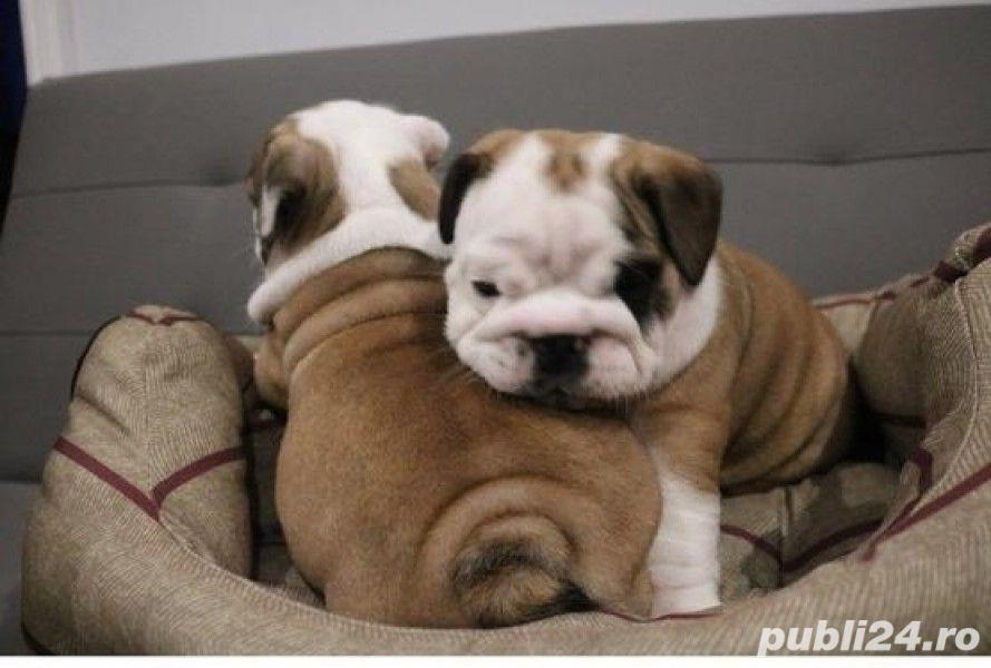 Vand buldog bulldog englez  Vand buldog bulldog englez