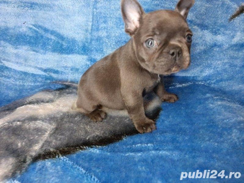 Pui femele si masculi  de bulldog-buldog francez blue,gri,albastru