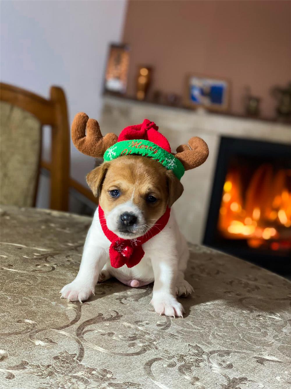 Vand catelusi Jack Russel Terrier