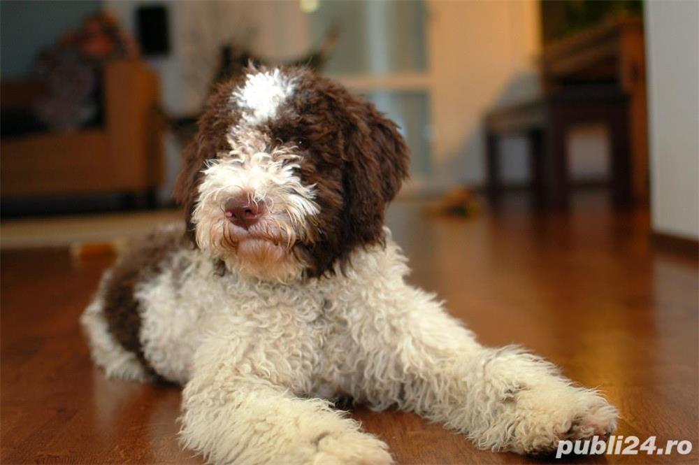 Vand pui de lagotto romagnolo Vand pui de lagotto romagnolo