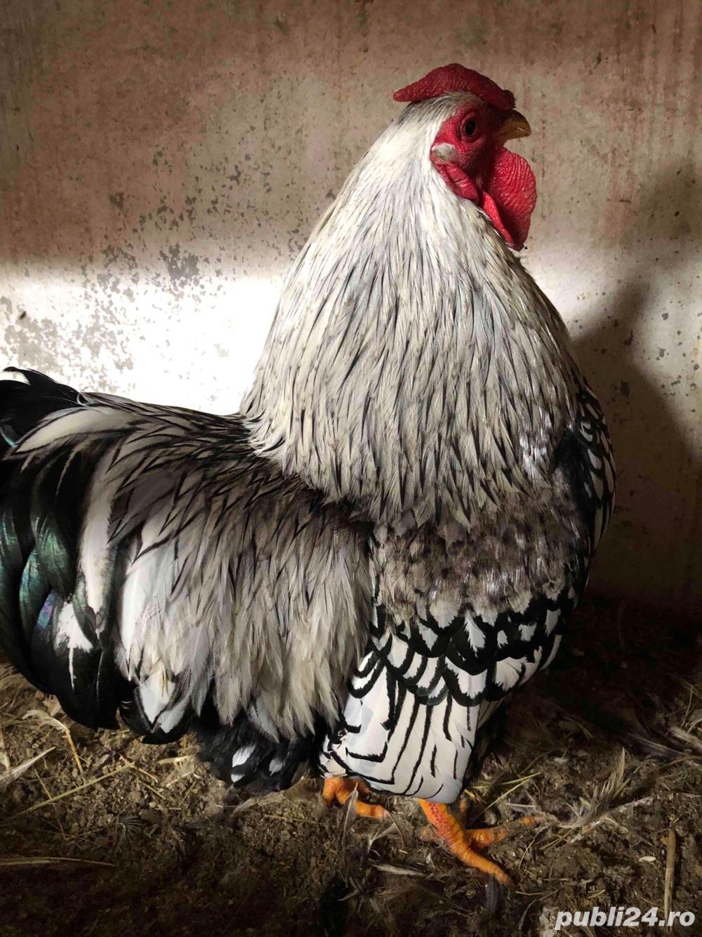 Cocosi Wiandotte Cocosi Wiandotte