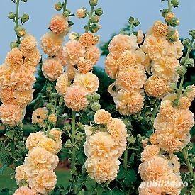 Set 5 tipuri / culori semințe nalbă de grădină cu floare bătută