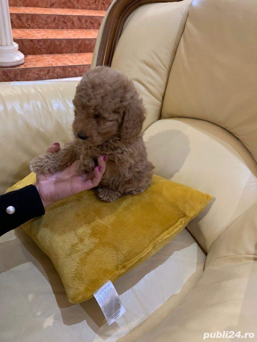 poodel (pudel)caniche poodel (pudel)caniche