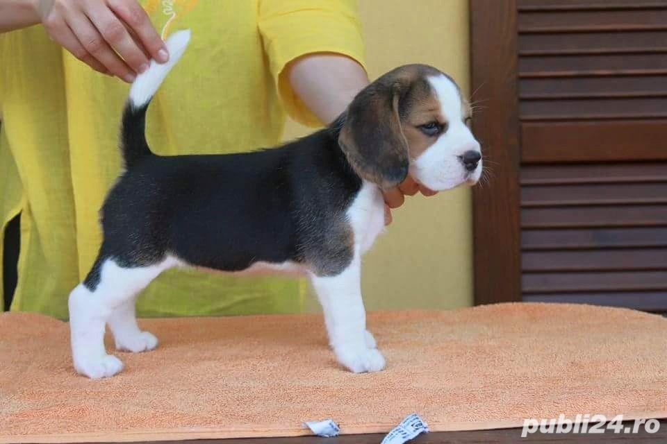 Beagle de elita - Factura Fiscala, Garantie, Transport la nivel national