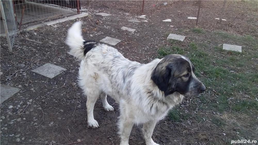 donez  ciobanesc mioritic carpatin bucovina