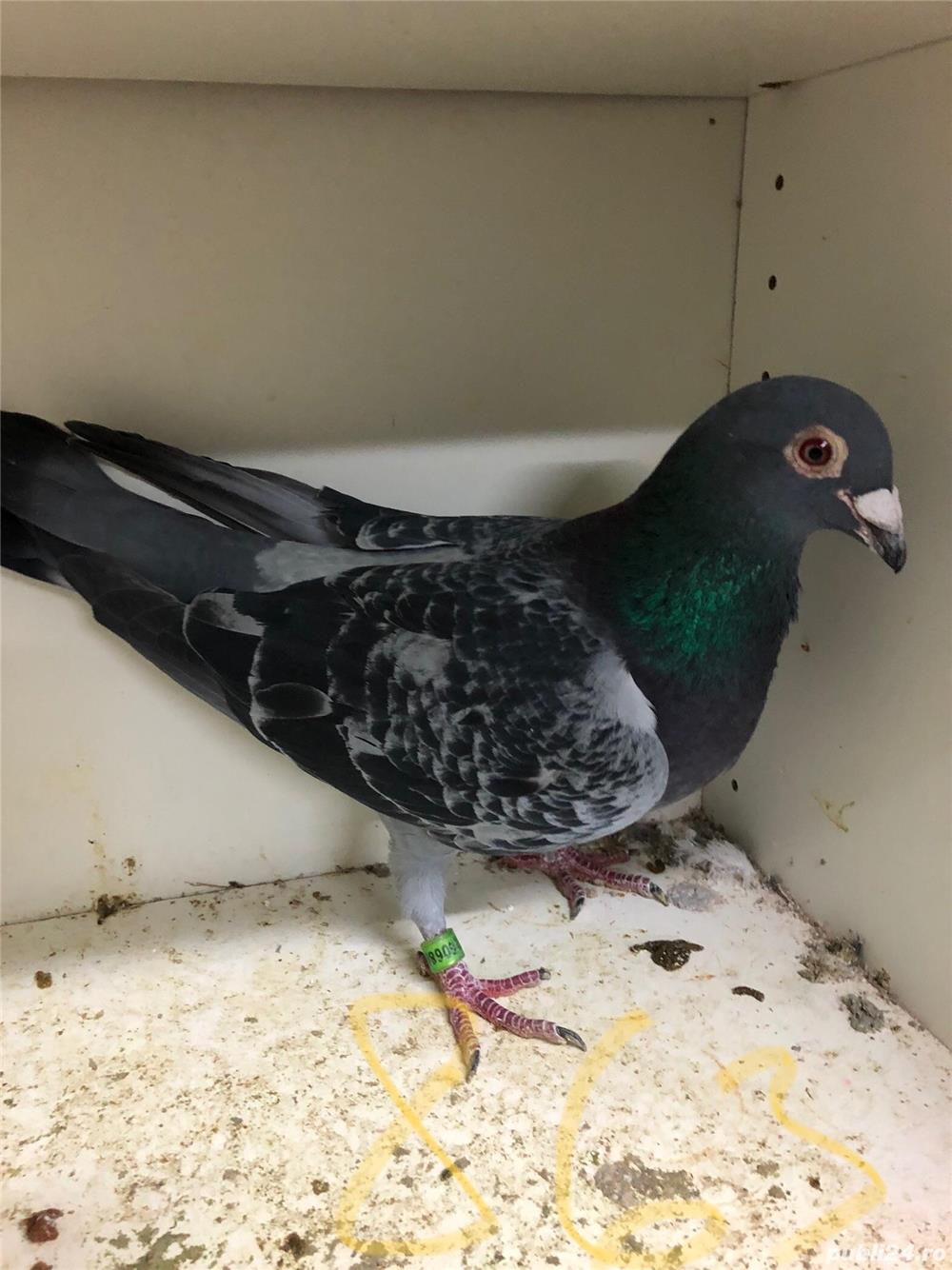 Porumbei belgieni cu pedigree 