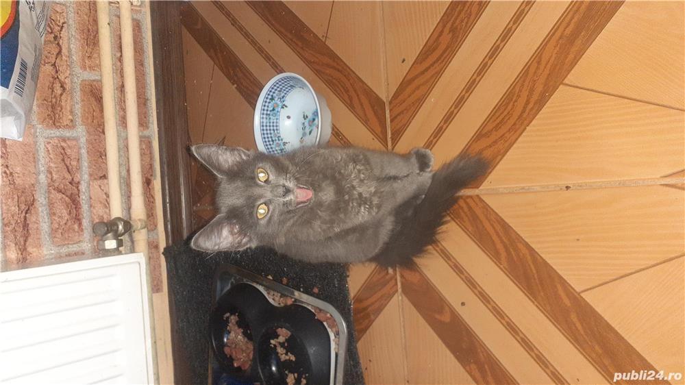 Pisicuțe Albastru de Rusia  Pisicuțe Albastru de Rusia