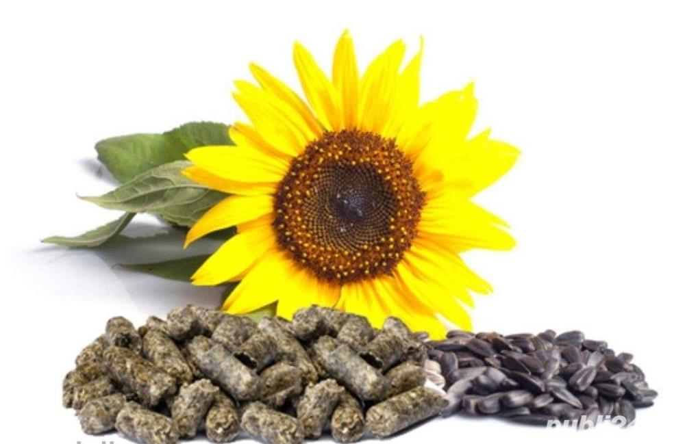 Srot floarea soarelui