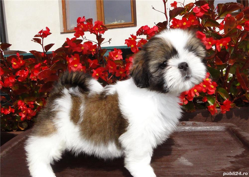 Shih-Tzu talie Toy, canisa autorizata, garantie veterinara