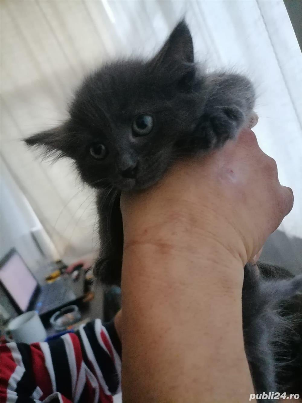 Albastru de Rusia  Albastru de Rusia