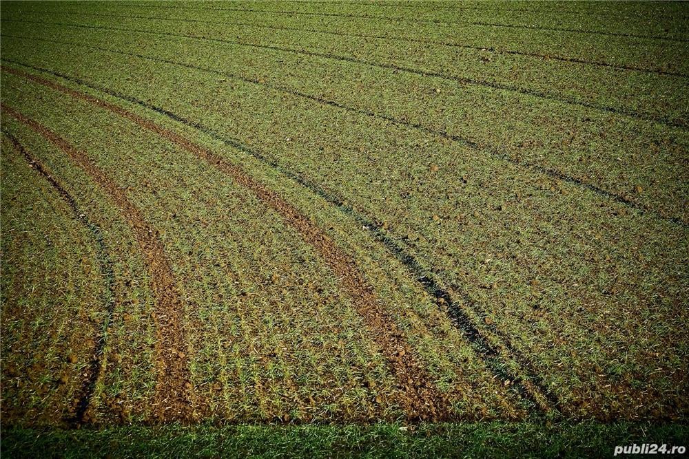 Vand teren agricol 40 ha Frumuseni Arad