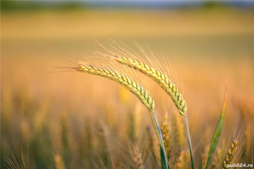 Vand teren arabil 26 ha Sagu jud Arad Vand teren arabil 26 ha Sagu jud Arad