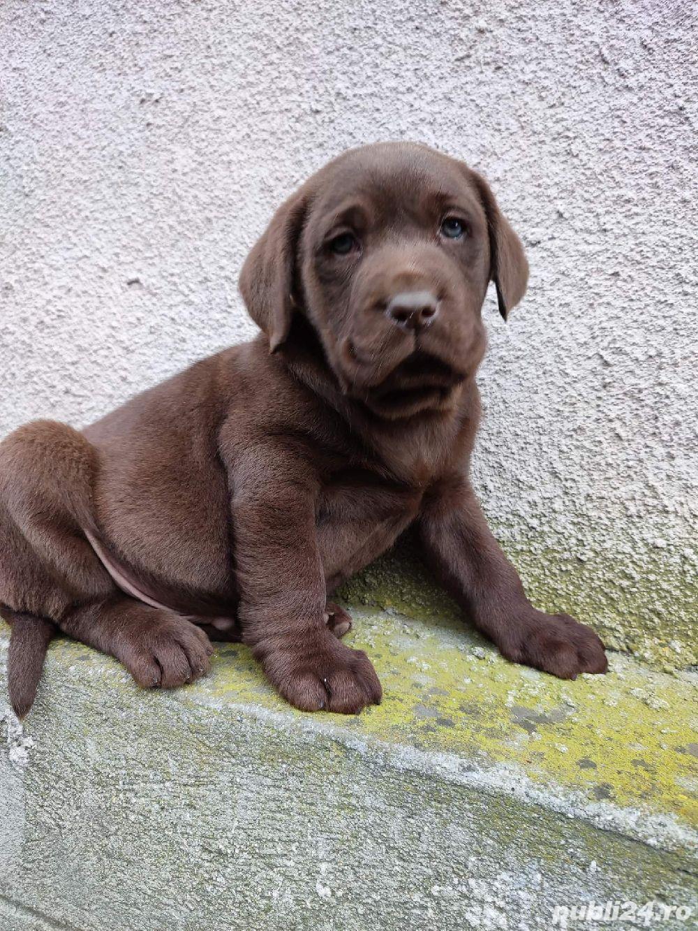 Labrador retriever ciocolatiu pedigree 