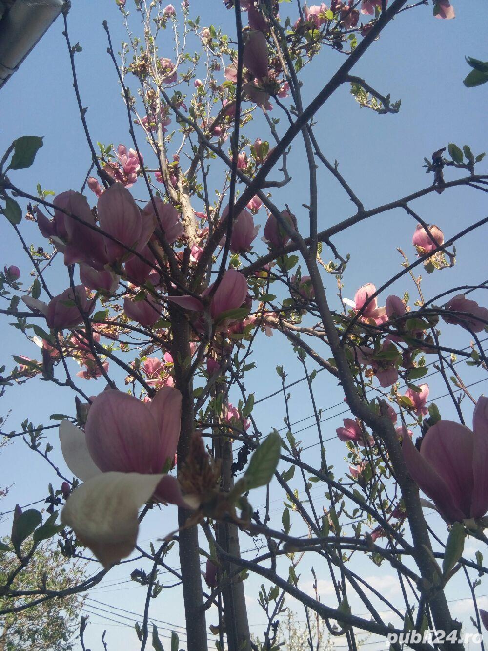 Magnolia, limba soacrei