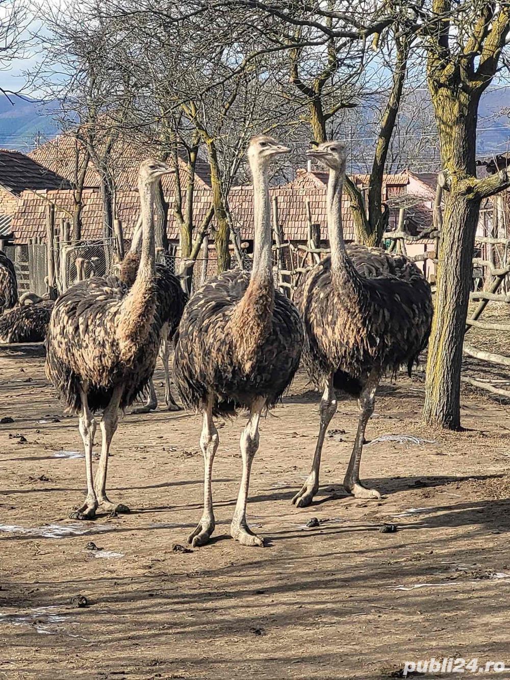 Struti de vanzare 