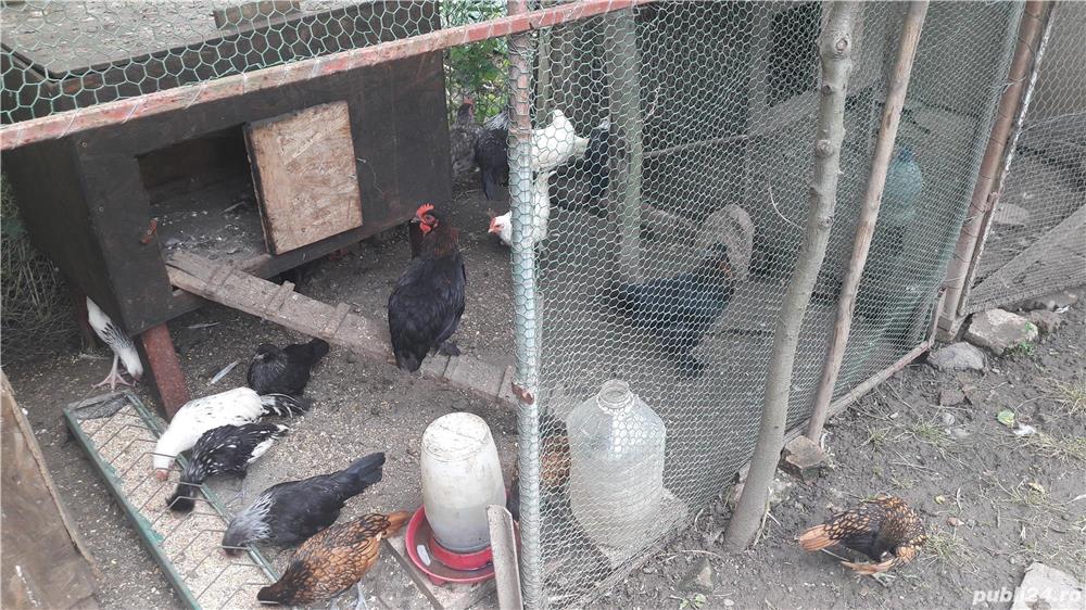 Fazani aurii galben si rosu, Rate caroline 2022.