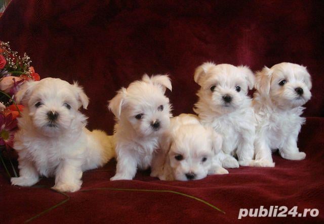 Bichon Maltez - Cel mai frumos Cadou de Craciun pentru copilul tau