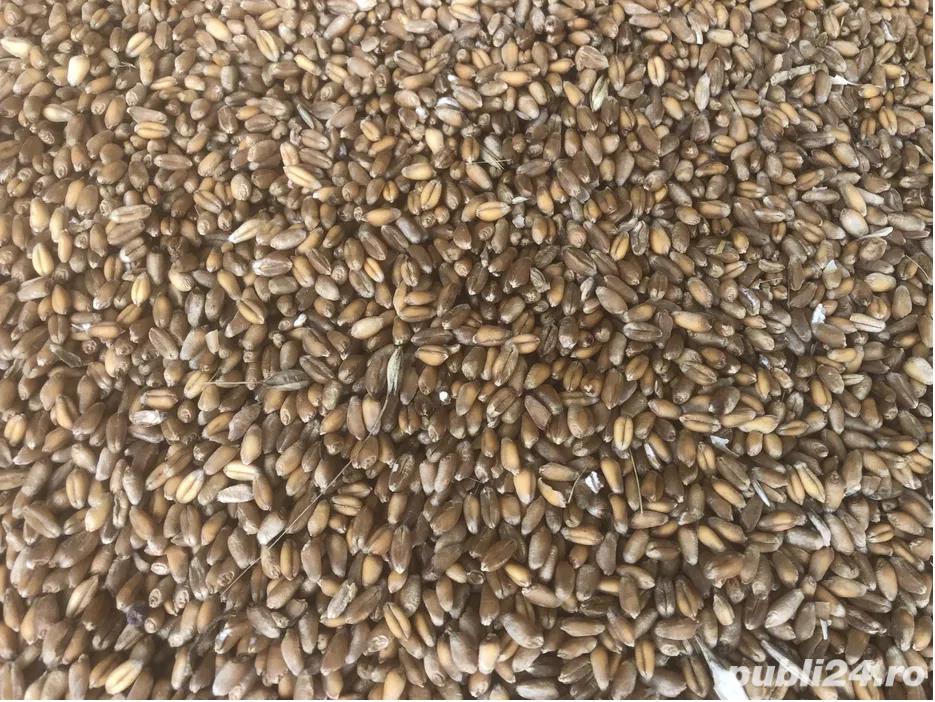 Grau (de panificatie) 1.3 lei kg, irigat, recolta 2025 - 15 Tone, sat Sahateni, Buzau