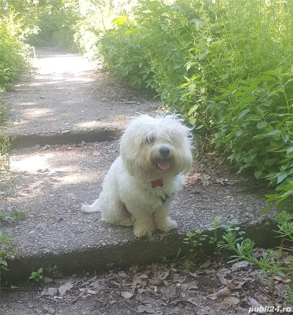 Bichon Havanez alb - caut mireasa!