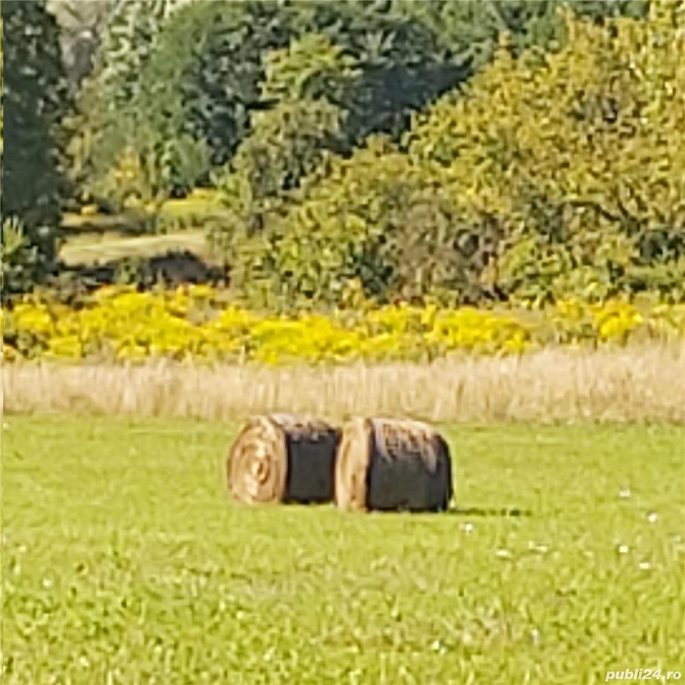 Amestec iarba coasa cu trifoi rosu si suedez