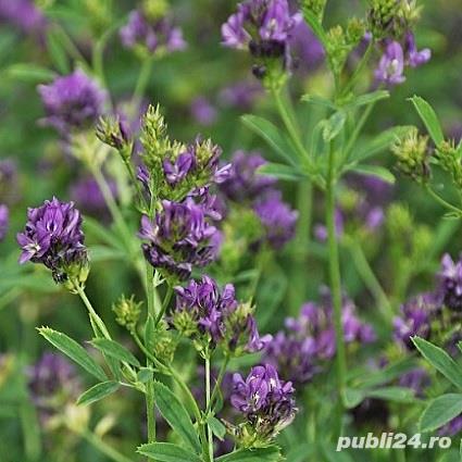 Lucerna samanta certificata C1, netratata soi german PLATO 