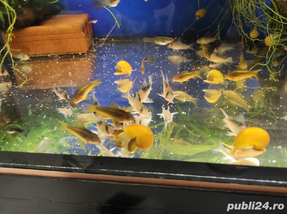 Acvariu, pesti exotici cory goldlaser cw010