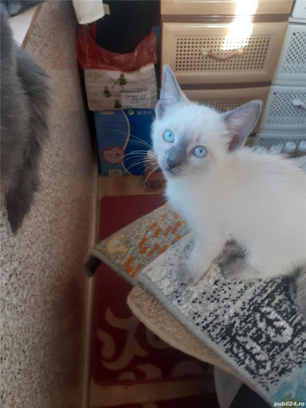 Pisicuțe siameze de vânzare  Pisicuțe siameze de vânzare