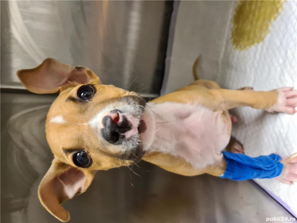 Veterinar la domiciliu