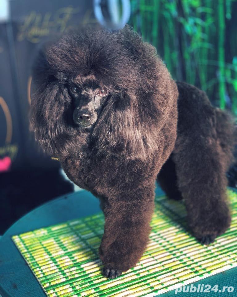 Angajare Groomer Salon Labute Fericite