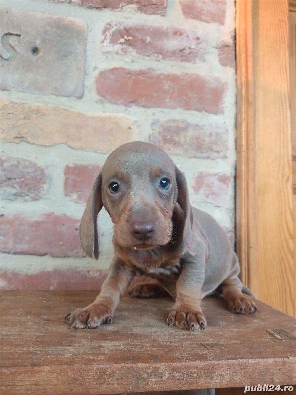 Vând pui teckel tekel techel