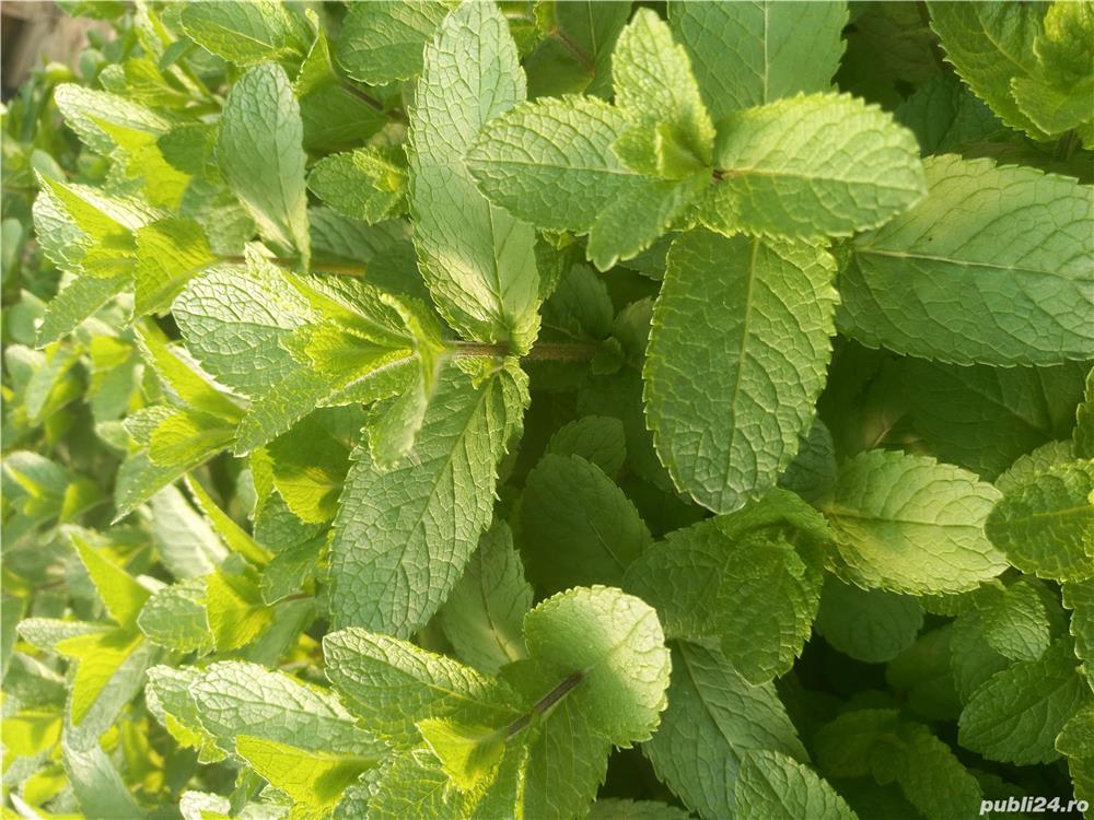 Menta proaspata de vanzare