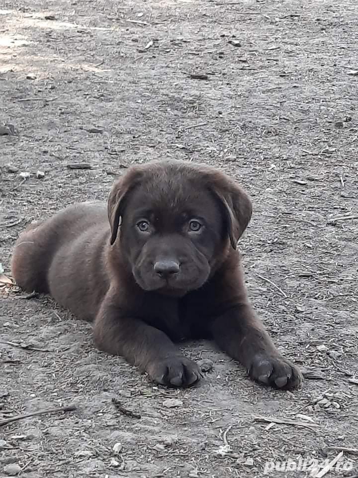 Pui labrador retriever/labrador retriver ciocolatiu