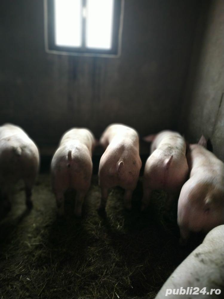 Vând porci 100-140Kg -180kg