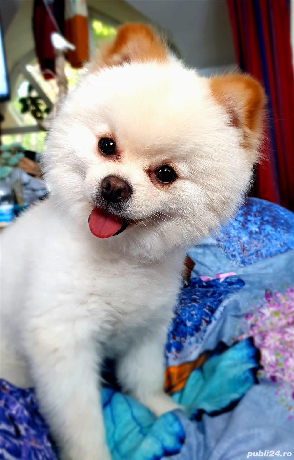 Ofer pentru montă pomeranian toy alb București