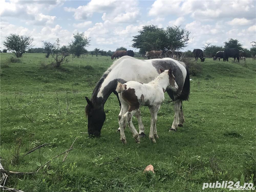 Cioban  -  Ingrijitor animale sau familie Judetul Prahova