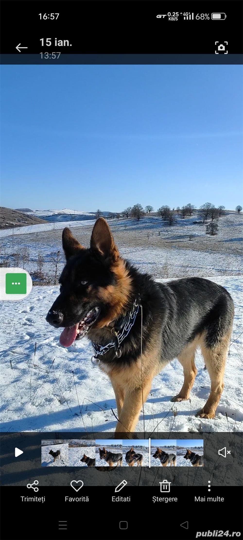 Ciobănesc german.Boys Ciobănesc german.Boys