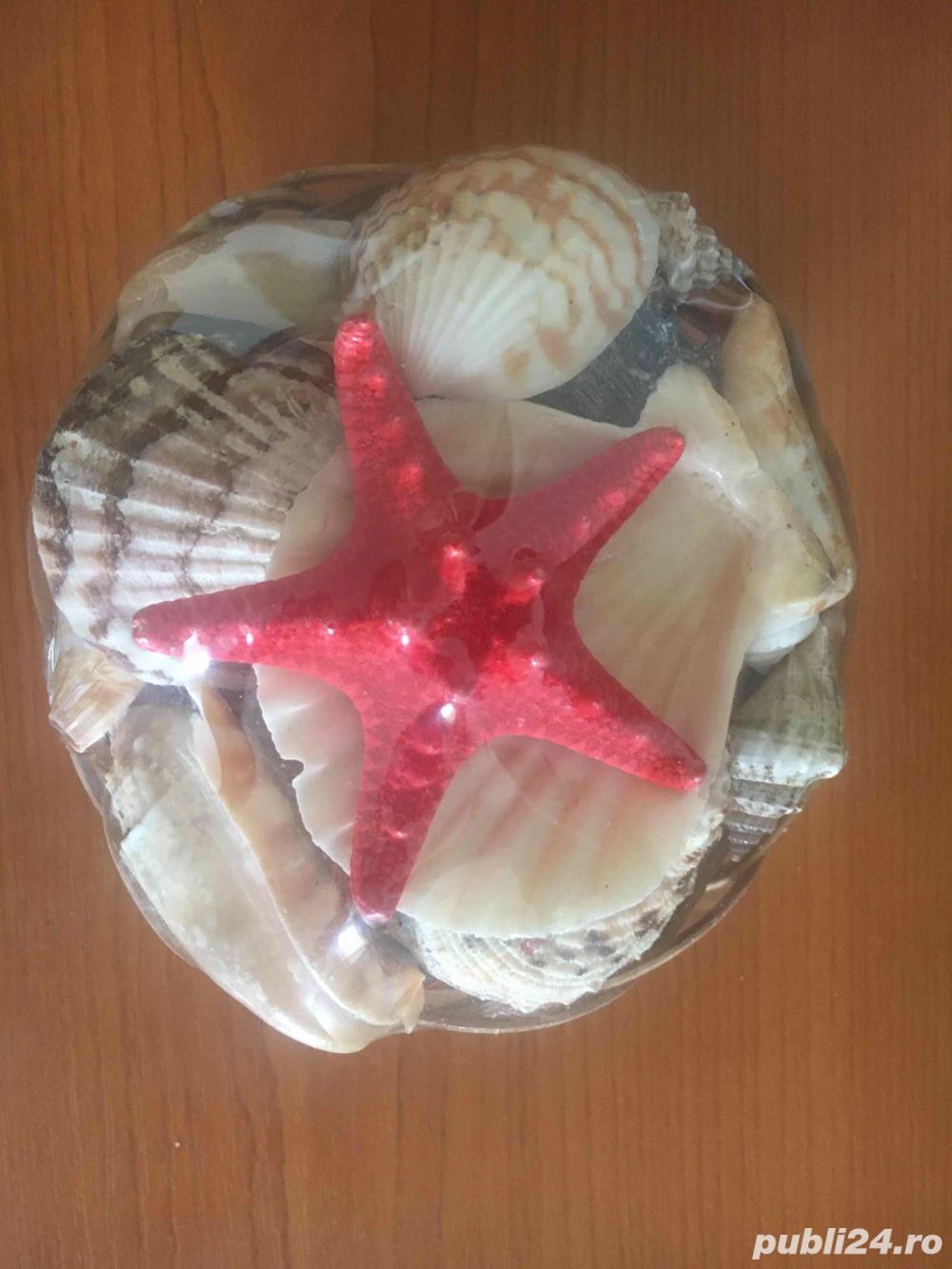 scoici si pietre ornament acvariu