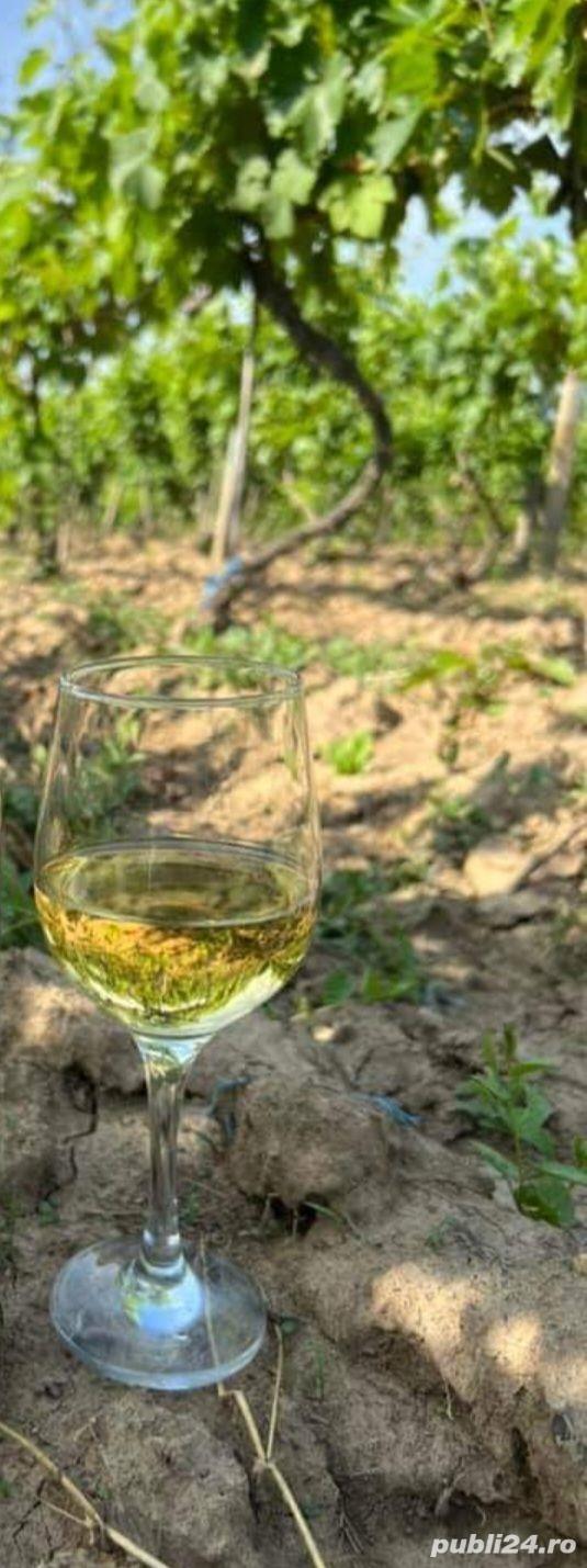 Vin de Inalta Calitate - Tamaioasa Romaneasca