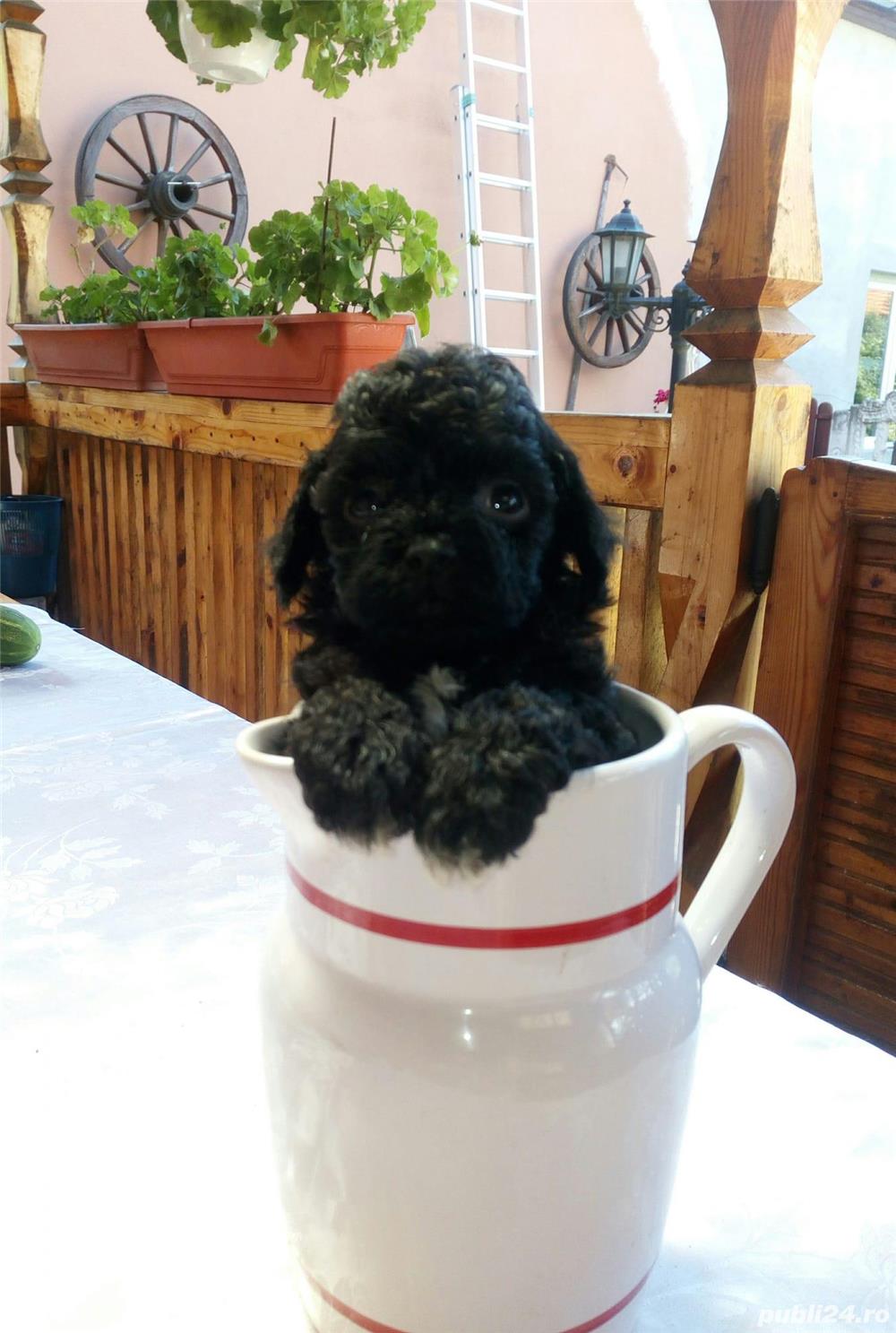 Caniche toy negru cu certifiat pedigree