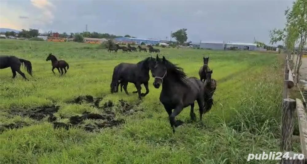 Friesian de vanzare ( Frizon) Friesian de vanzare ( Frizon)