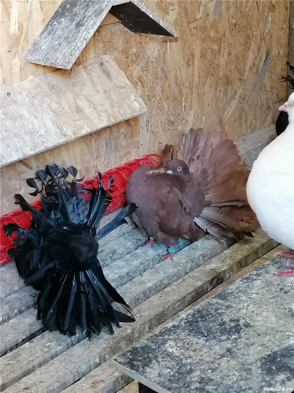 Vând porumbei voltati  Vând porumbei voltati