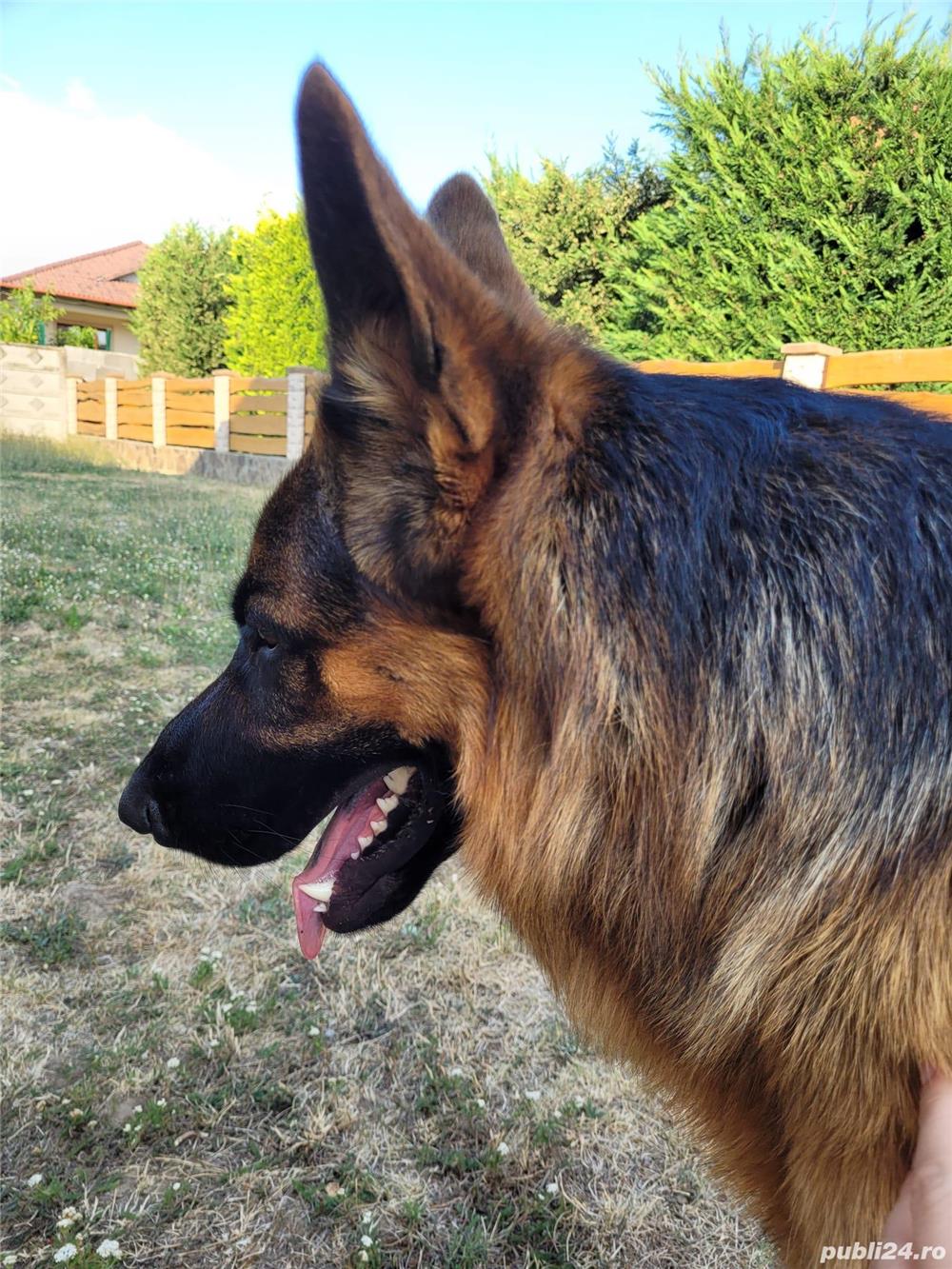 Monta ciobanesc german