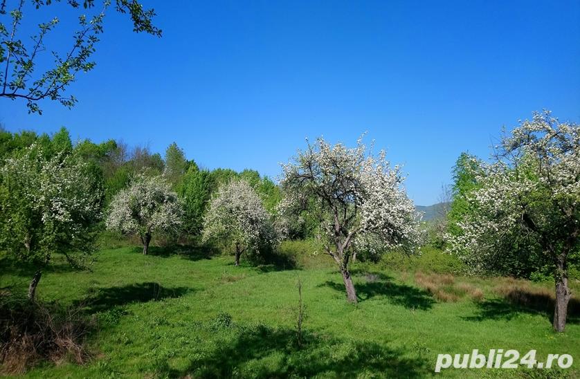 Vand teren in Bujoreni