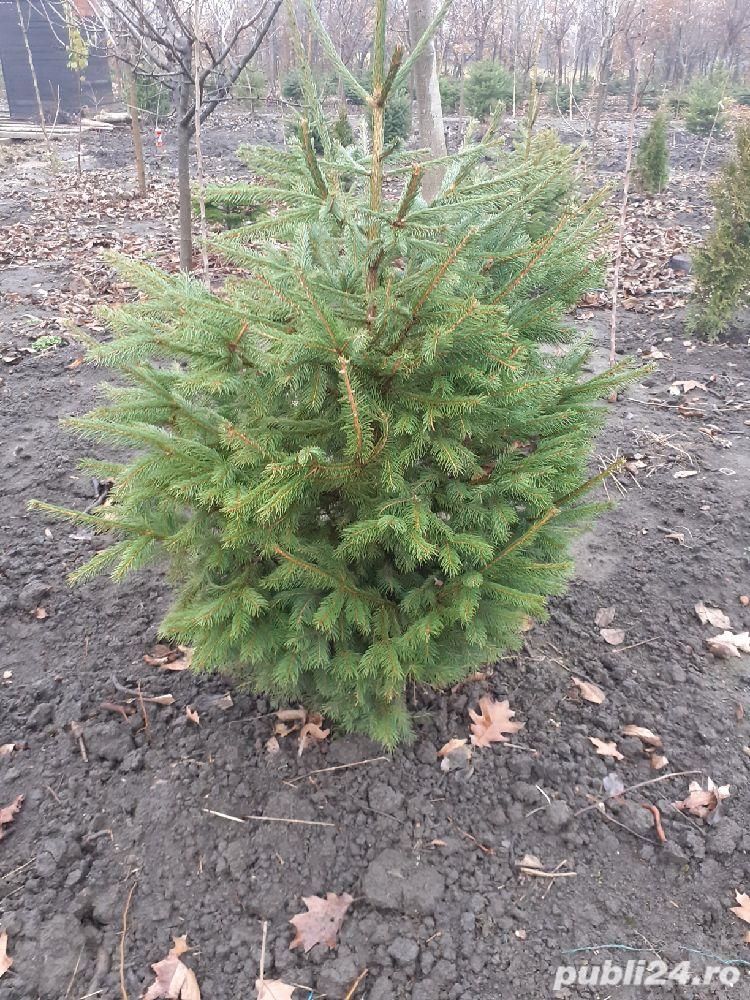 vind garduri vii ligustrum,hibiscus, buxus