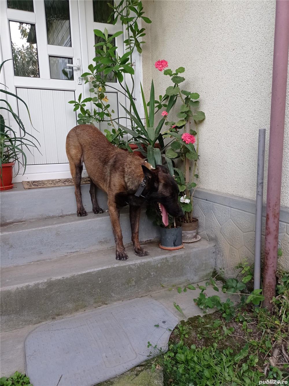 Monta ciobanesc belgian malinois   Monta ciobanesc belgian malinois