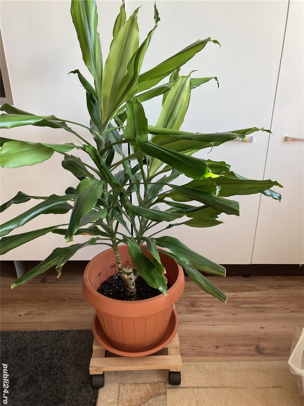  Plante de interior YUCCA si DRACENA , de diverse dimensiuni