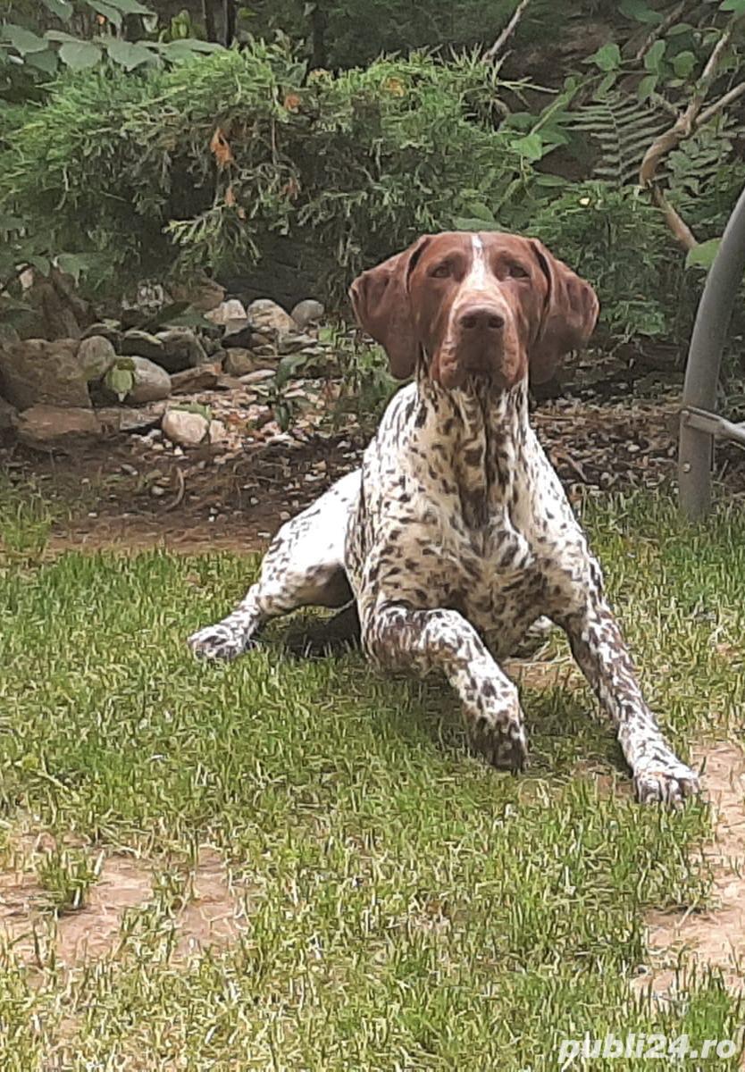 Monta Brac german mascul Monta Brac german mascul