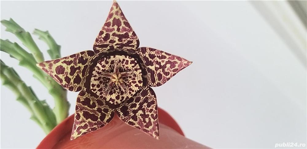 Vând cactuși si aloe vera